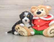 6 week old Mini Bernedoodle Puppy For Sale - Pilesgrove Pups