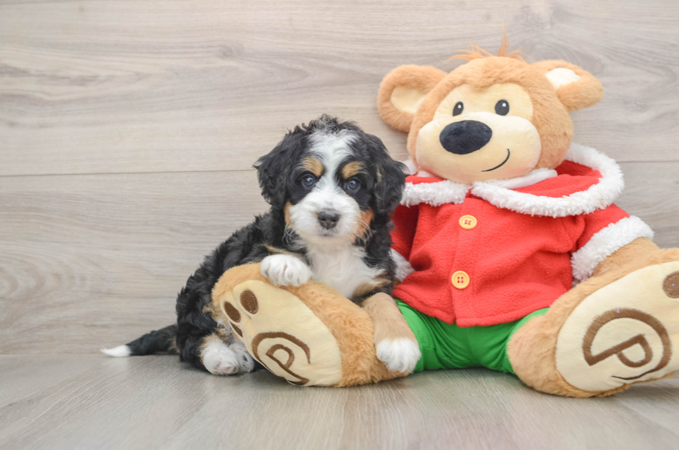 5 week old Mini Bernedoodle Puppy For Sale - Pilesgrove Pups