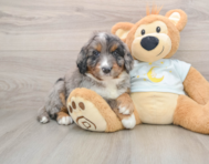 5 week old Mini Bernedoodle Puppy For Sale - Pilesgrove Pups