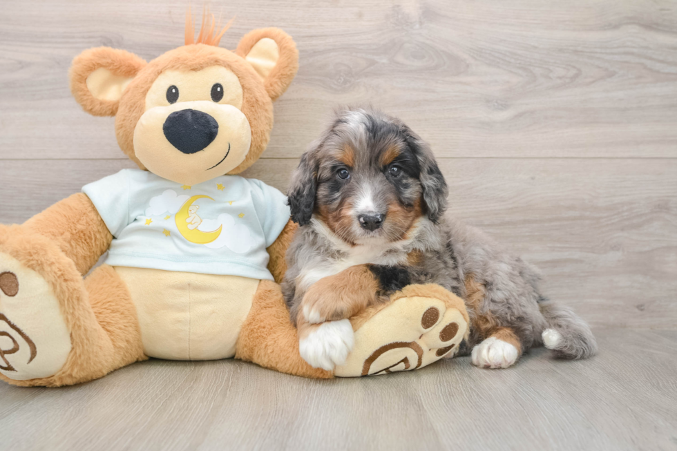 Best Mini Bernedoodle Baby
