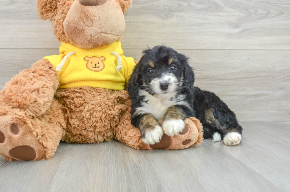 6 week old Mini Bernedoodle Puppy For Sale - Pilesgrove Pups