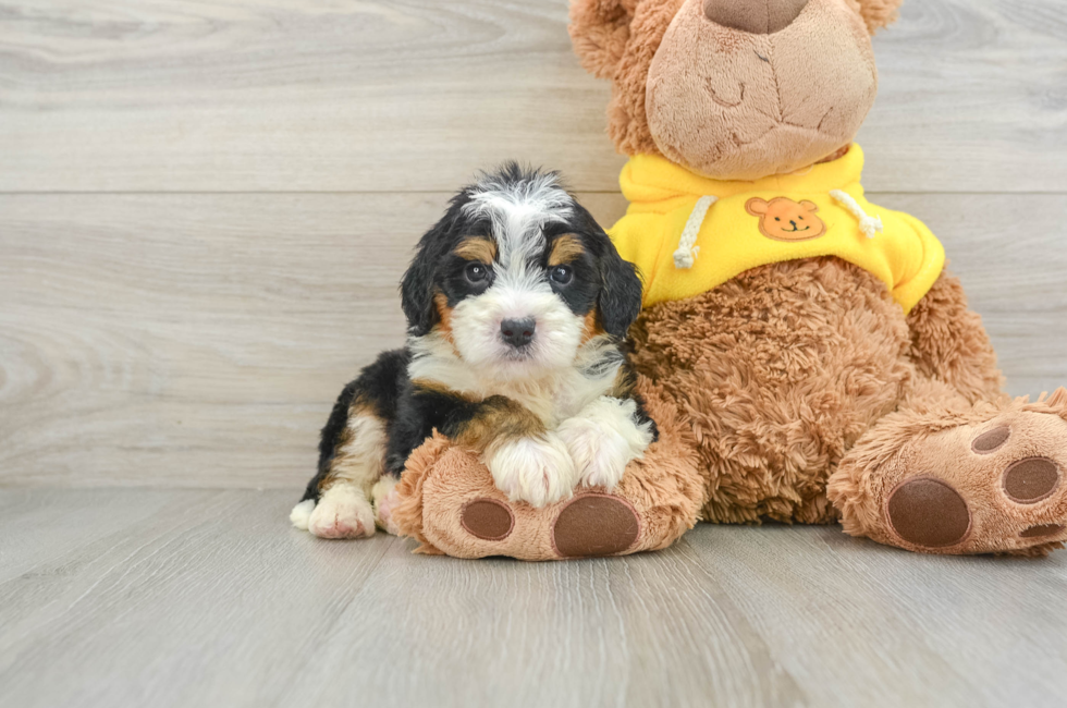 6 week old Mini Bernedoodle Puppy For Sale - Pilesgrove Pups