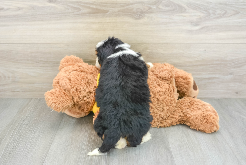 Playful Mini Berniedoodle Poodle Mix Puppy