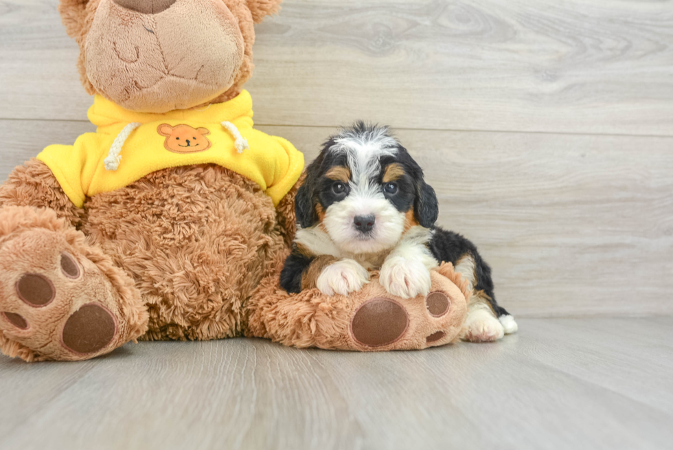 Fluffy Mini Bernedoodle Poodle Mix Pup