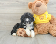 7 week old Mini Bernedoodle Puppy For Sale - Pilesgrove Pups