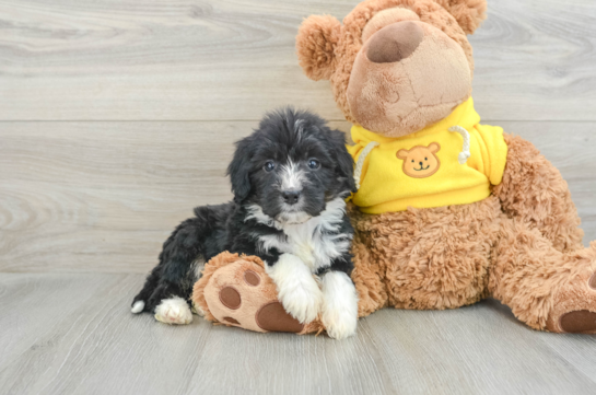 Happy Mini Bernedoodle Baby