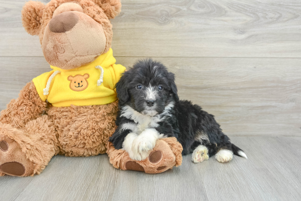 Mini Bernedoodle Puppy for Adoption