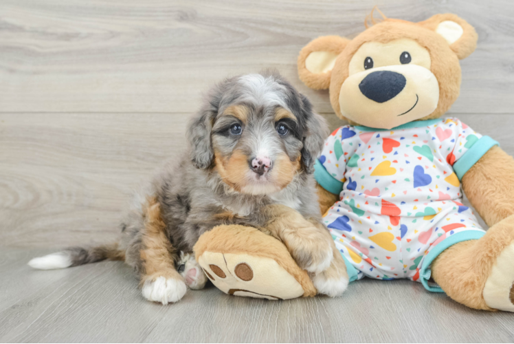 Best Mini Bernedoodle Baby
