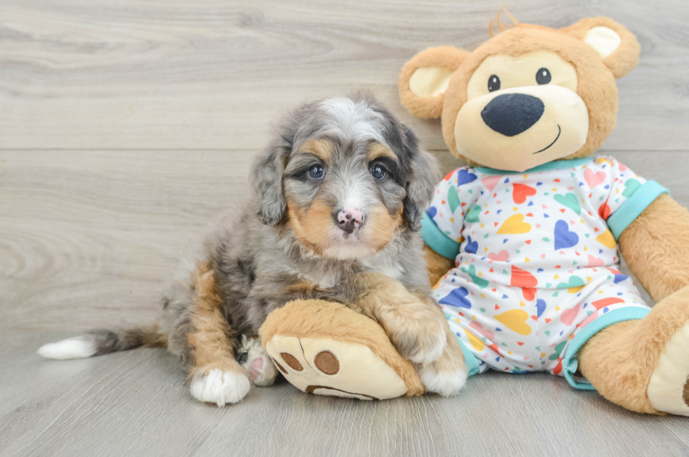 8 week old Mini Bernedoodle Puppy For Sale - Pilesgrove Pups