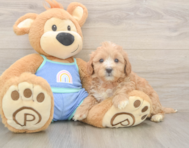 5 week old Mini Bernedoodle Puppy For Sale - Pilesgrove Pups