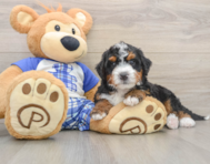 6 week old Mini Bernedoodle Puppy For Sale - Pilesgrove Pups