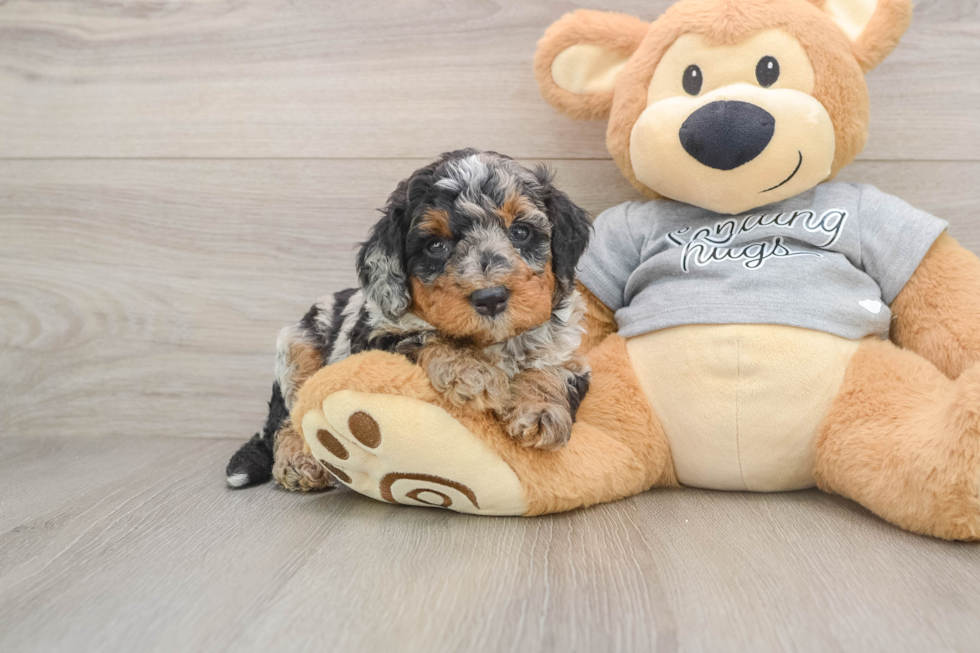Popular Mini Bernedoodle Poodle Mix Pup