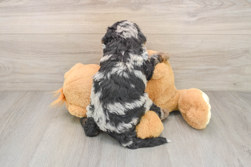 Mini Bernedoodle Puppy for Adoption