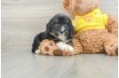 Playful Mini Bernadoodle Poodle Mix Puppy