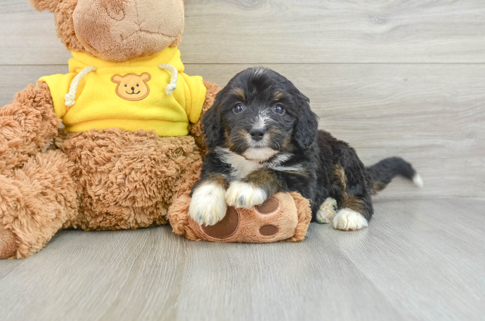 6 week old Mini Bernedoodle Puppy For Sale - Pilesgrove Pups