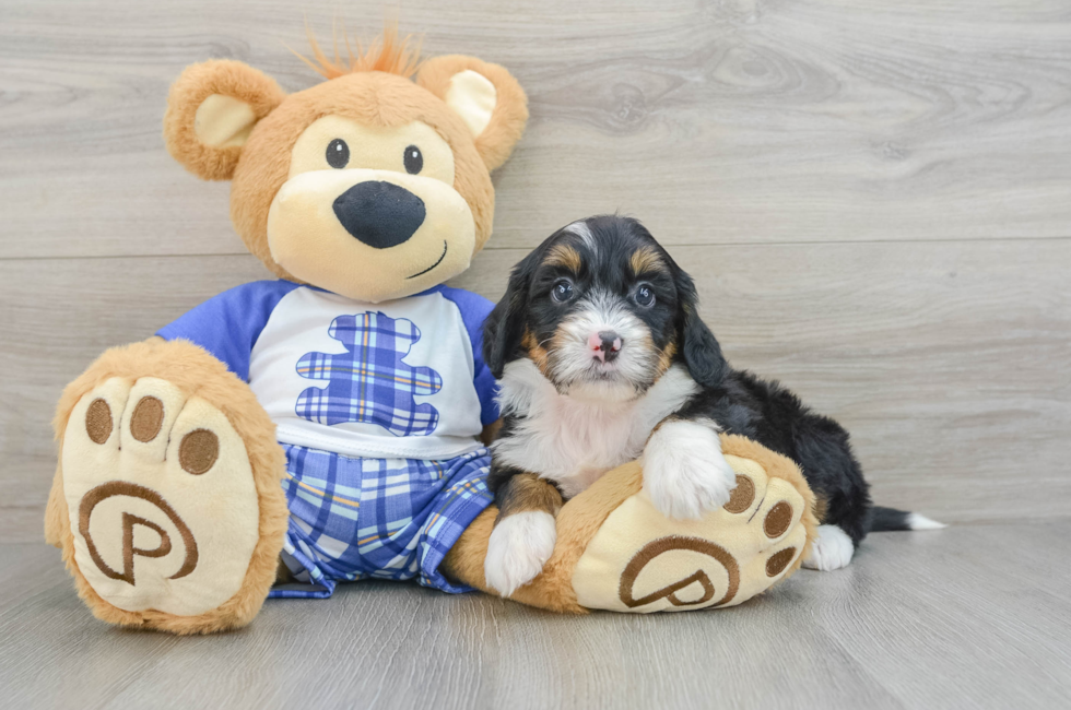 7 week old Mini Bernedoodle Puppy For Sale - Pilesgrove Pups