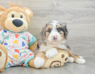 8 week old Mini Bernedoodle Puppy For Sale - Pilesgrove Pups