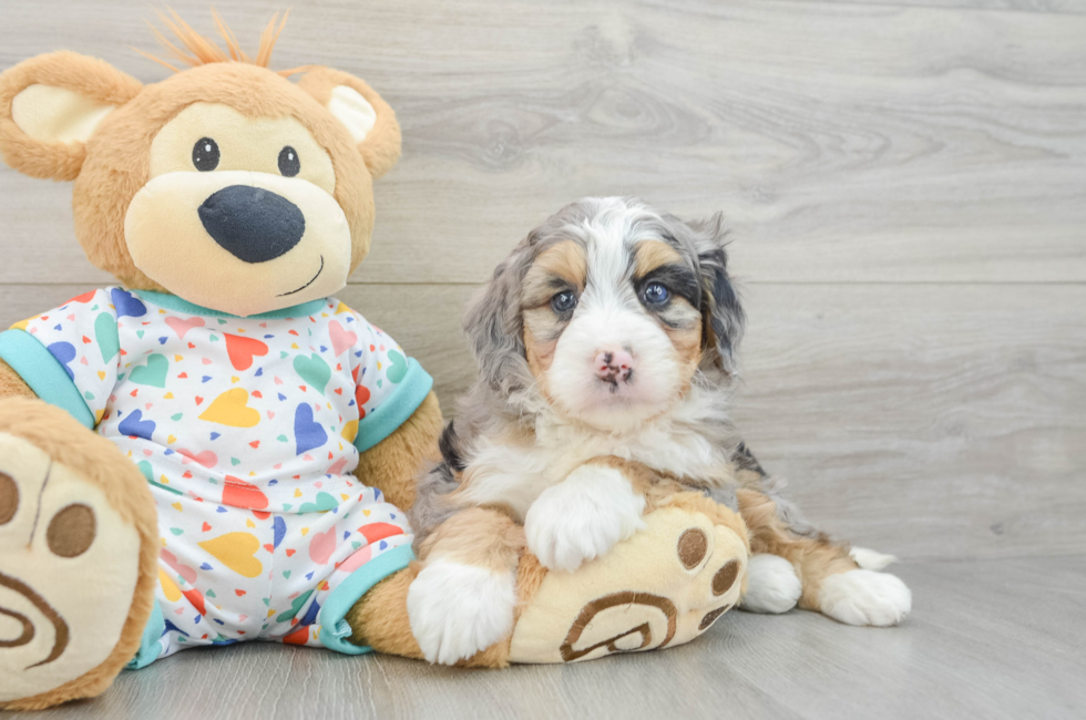 8 week old Mini Bernedoodle Puppy For Sale - Pilesgrove Pups