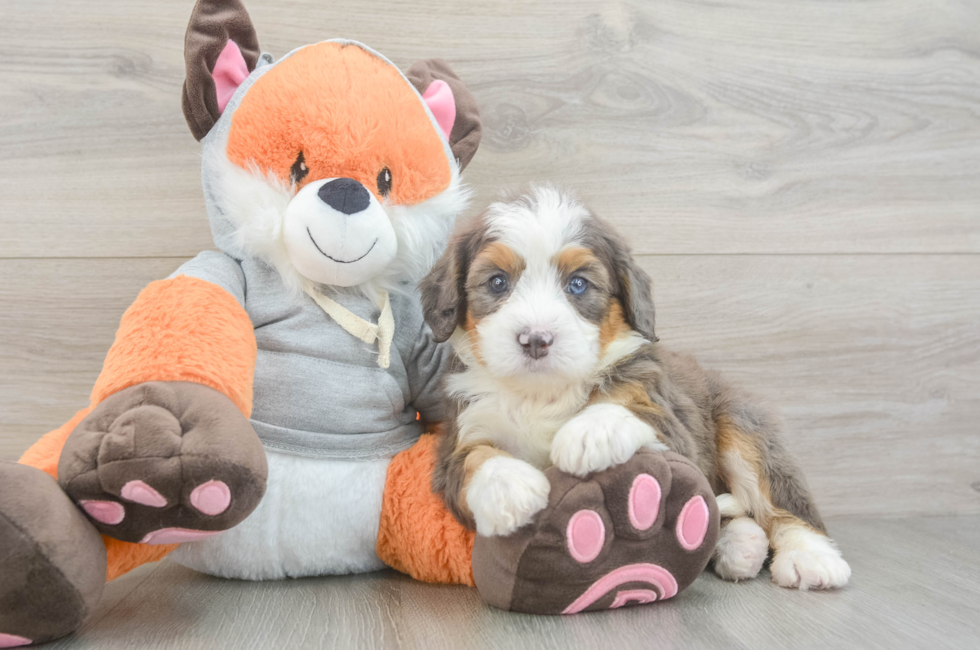 5 week old Mini Bernedoodle Puppy For Sale - Pilesgrove Pups