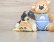 5 week old Mini Bernedoodle Puppy For Sale - Pilesgrove Pups
