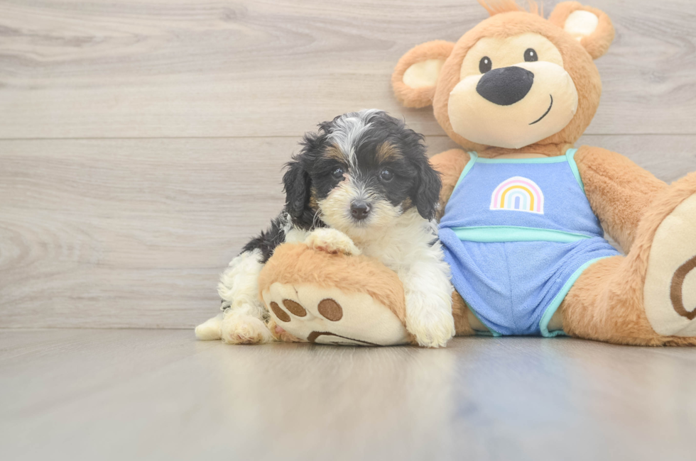 5 week old Mini Bernedoodle Puppy For Sale - Pilesgrove Pups