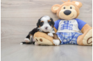 Funny Mini Bernedoodle Poodle Mix Pup