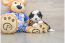 Playful Mini Bernepoo Poodle Mix Puppy