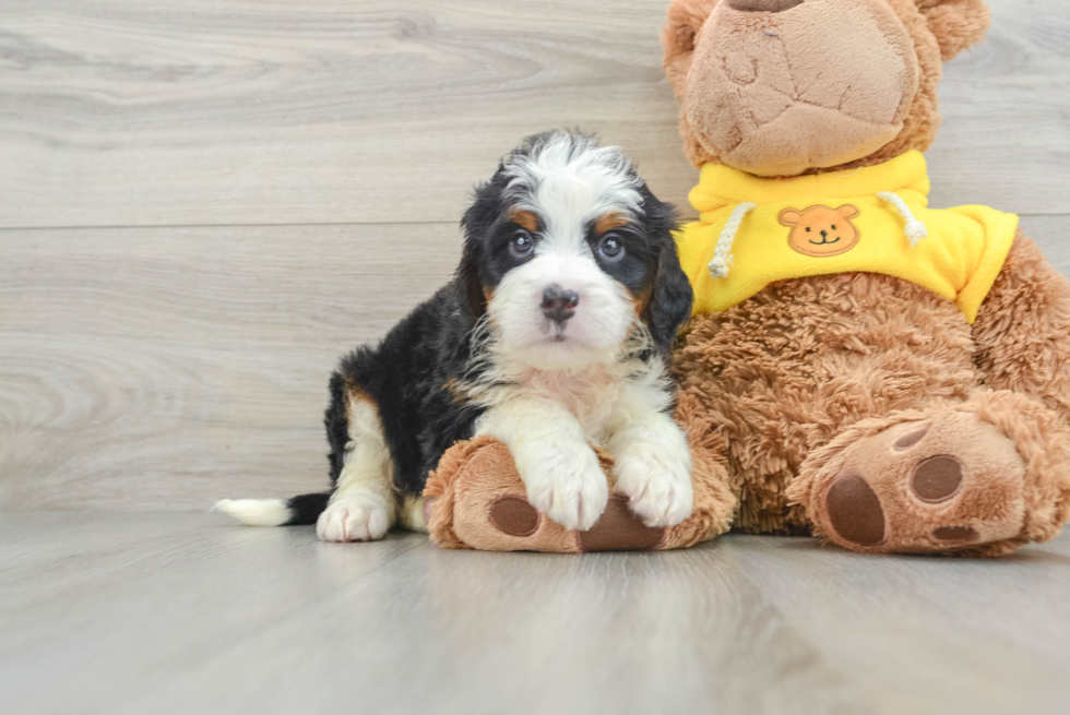 Friendly Mini Bernedoodle Baby