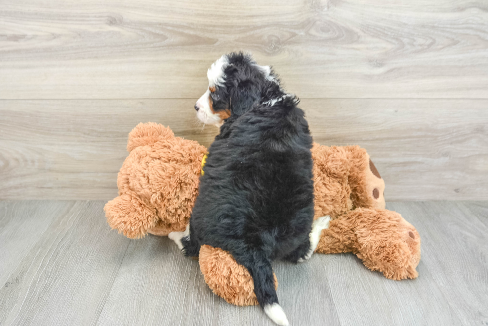 Hypoallergenic Mini Bernesepoo Poodle Mix Puppy