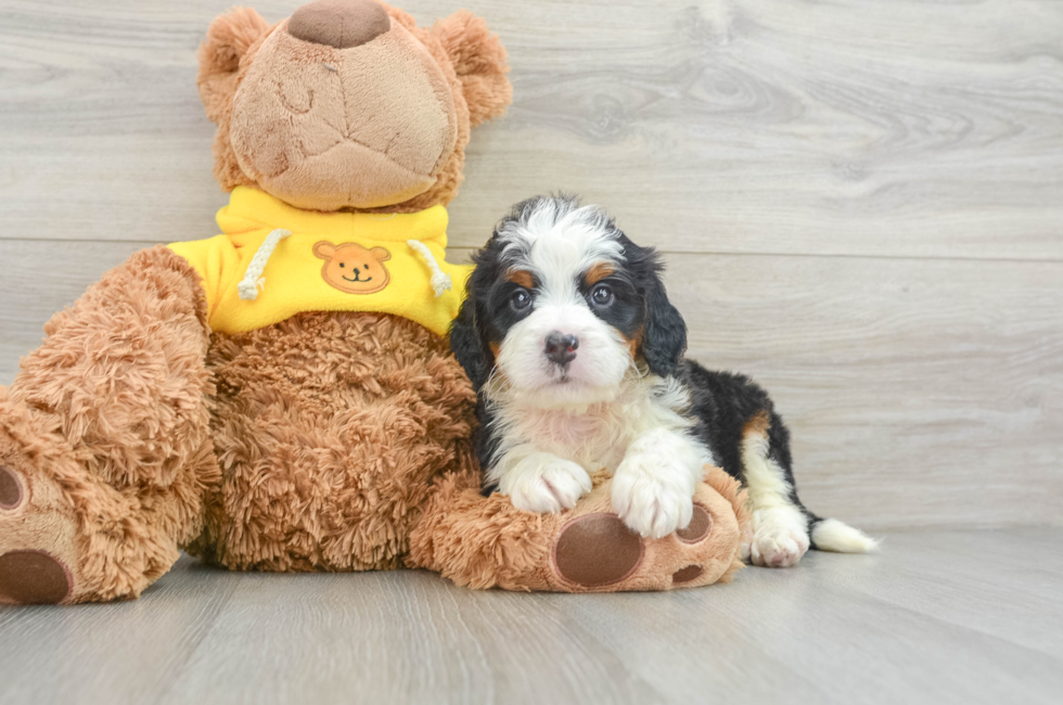 6 week old Mini Bernedoodle Puppy For Sale - Pilesgrove Pups