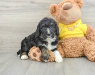 7 week old Mini Bernedoodle Puppy For Sale - Pilesgrove Pups