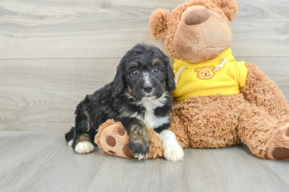 7 week old Mini Bernedoodle Puppy For Sale - Pilesgrove Pups