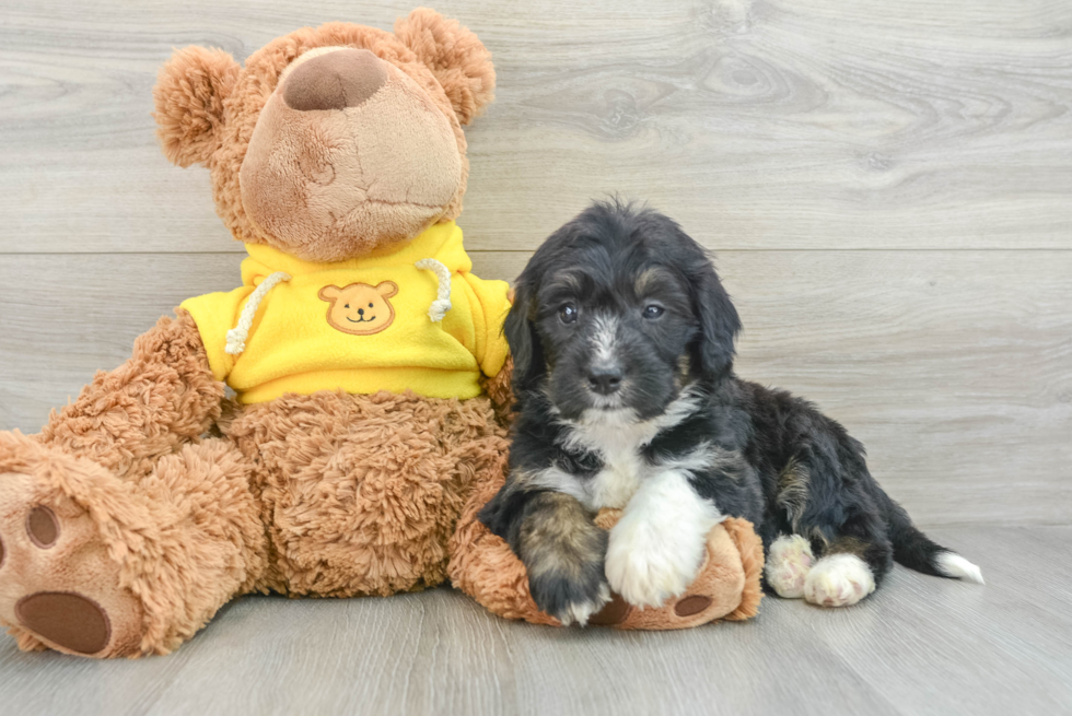 Petite Mini Bernedoodle Poodle Mix Pup