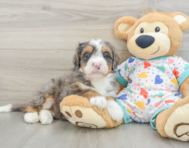 8 week old Mini Bernedoodle Puppy For Sale - Pilesgrove Pups