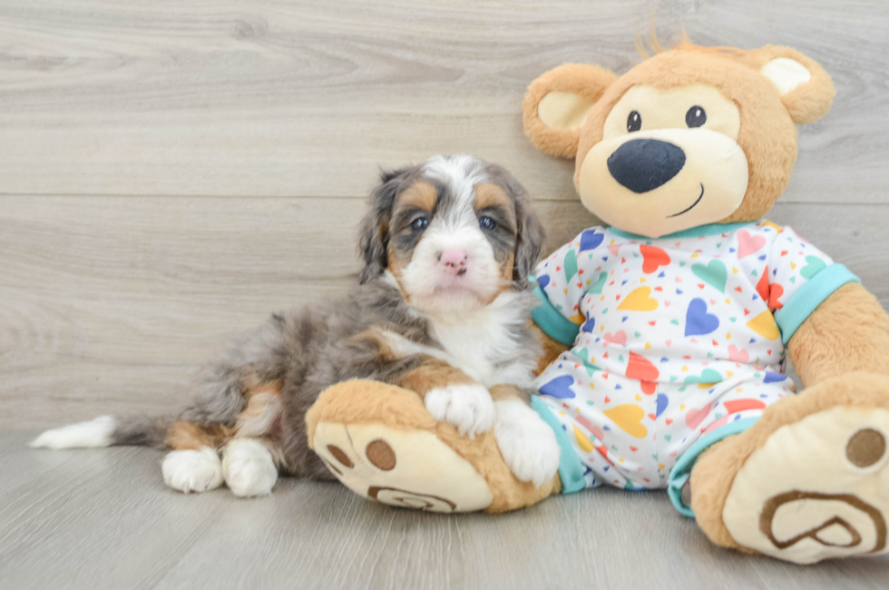8 week old Mini Bernedoodle Puppy For Sale - Pilesgrove Pups