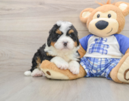 5 week old Mini Bernedoodle Puppy For Sale - Pilesgrove Pups