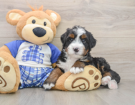 6 week old Mini Bernedoodle Puppy For Sale - Pilesgrove Pups