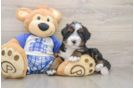 Energetic Mini Bernadoodle Poodle Mix Puppy
