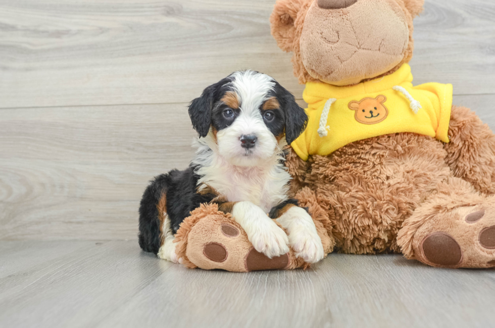 6 week old Mini Bernedoodle Puppy For Sale - Pilesgrove Pups