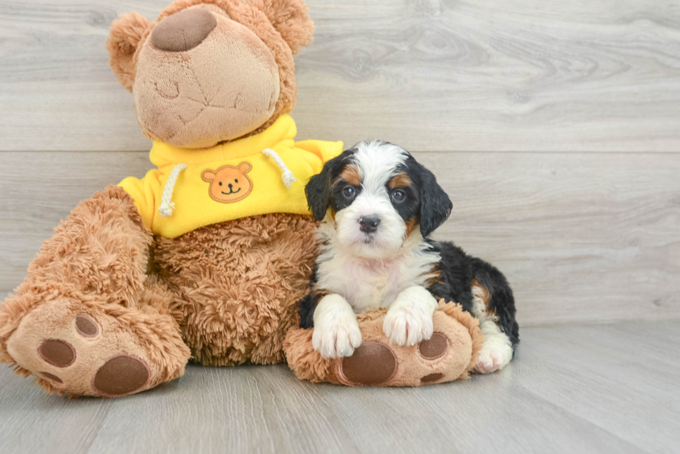 Cute Mini Bernedoodle Baby