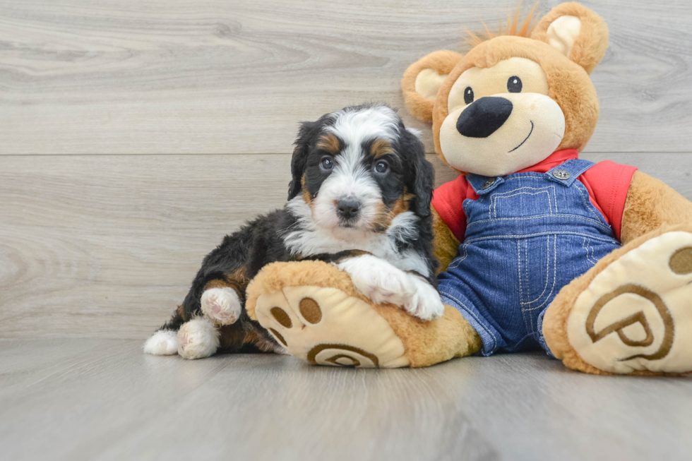 Best Mini Bernedoodle Baby