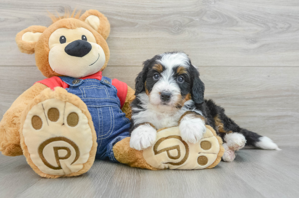 5 week old Mini Bernedoodle Puppy For Sale - Pilesgrove Pups