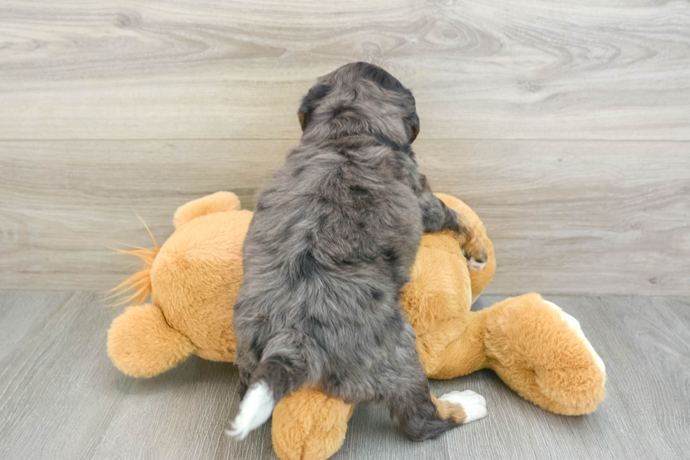 Friendly Mini Bernedoodle Baby