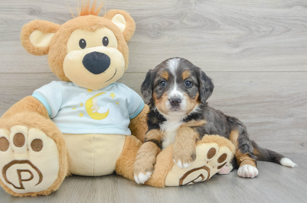 8 week old Mini Bernedoodle Puppy For Sale - Pilesgrove Pups