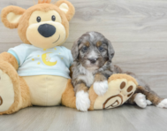6 week old Mini Bernedoodle Puppy For Sale - Pilesgrove Pups