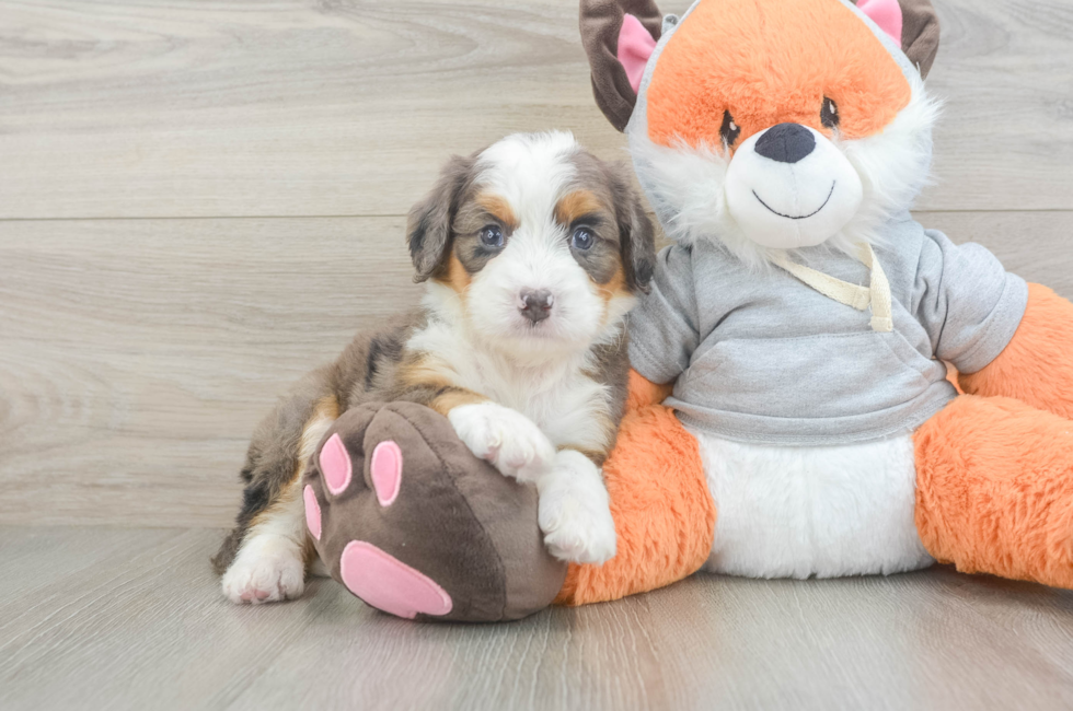 5 week old Mini Bernedoodle Puppy For Sale - Pilesgrove Pups