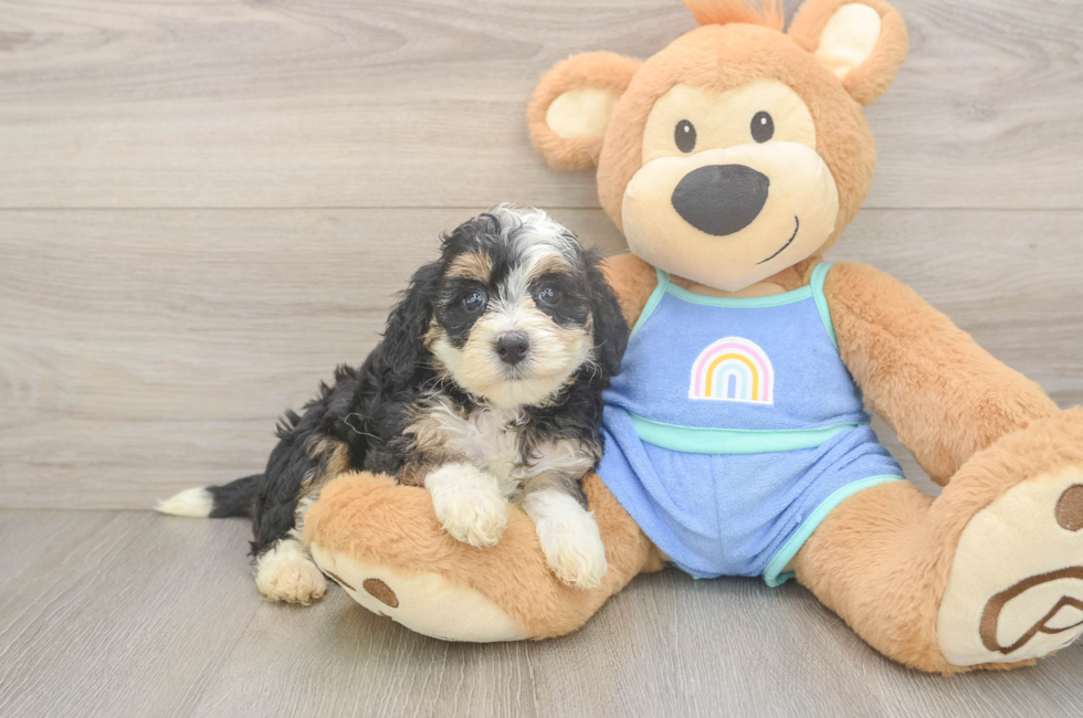 5 week old Mini Bernedoodle Puppy For Sale - Pilesgrove Pups