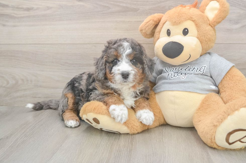 6 week old Mini Bernedoodle Puppy For Sale - Pilesgrove Pups