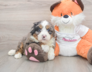6 week old Mini Bernedoodle Puppy For Sale - Pilesgrove Pups