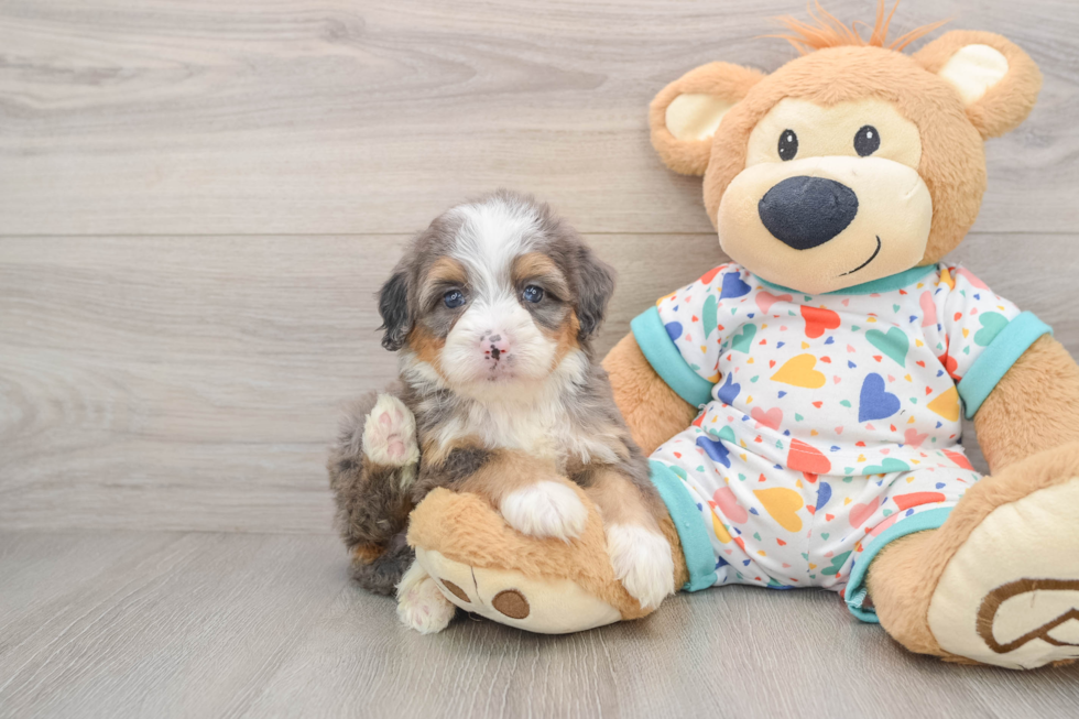 Best Mini Bernedoodle Baby
